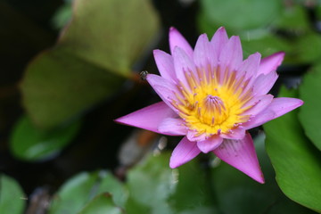 Beautiful purple tropical water-lily, lotus with blurred green leaf background