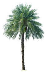 one palm tree isolated on white background with clipping path for nature decoration design.