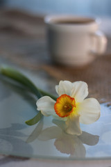 Narcissus and coffee as a gift in the morning