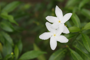 Obraz na płótnie Canvas White flower blooming with leaf background in a garden