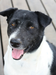 Thai black and white stray dog look at camera and smile