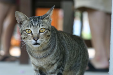 Portrait of brown and gray tabby cat with green eyes looking at you