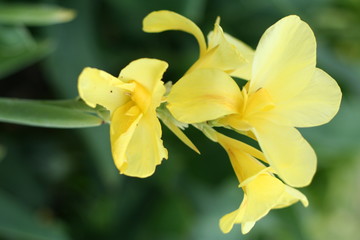 Bouquet of yellow flowers with soft focus and blurred green leaf background