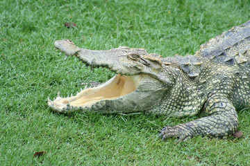 Freshwater crocodile opened its mouth to control body temperature lying on a green grass