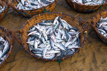 A basket with freshly caught fish close-up on the sand. Negombo, Sri Lanka