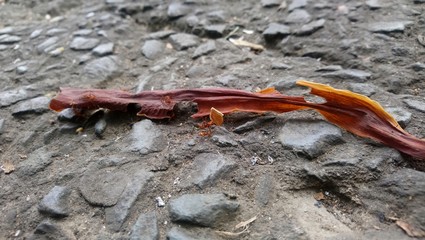 Hormiga