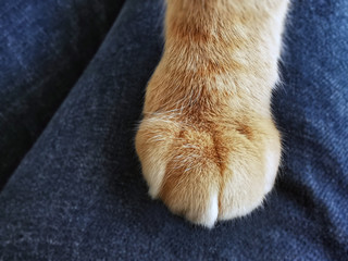 Ginger cat paw on it's owner's knee with copy space on the left side. Selective focus.