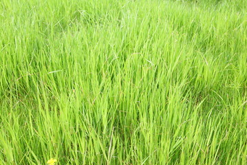 Green lawn for background