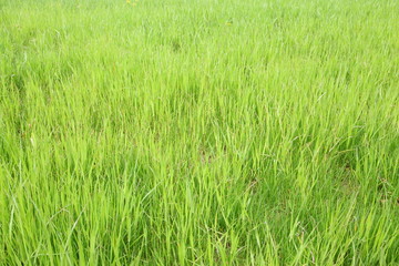 Green lawn for background