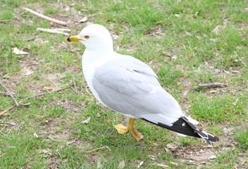 White seagull standing on green grass