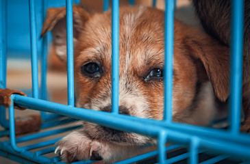 Sad puppy in shelter behind fence waiting to be rescued and adopted to new home. Shelter for...