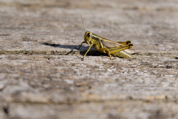 Grasshopper