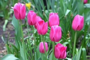 Fototapeta premium Pink tulip in the garden
