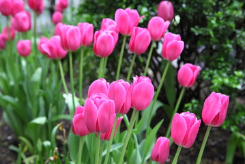 Pink tulip in the garden