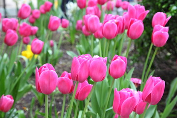 Pink tulip in the garden