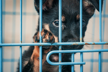 Sad puppy in shelter behind fence waiting to be rescued and adopted to new home. Shelter for...