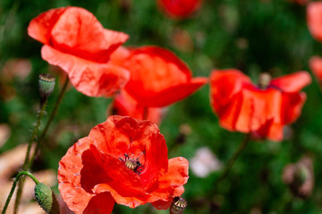 Obraz premium summer meadow with red poppies Field of wild of different colored species red purple yellow growing outdoors in a natural environment under the open sky