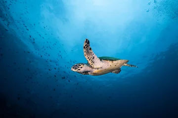 Foto op Canvas Hawksbill Turtle  © Ollie