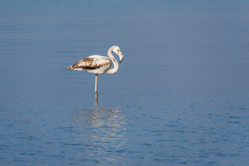 Immature greater flamingo standing in the water