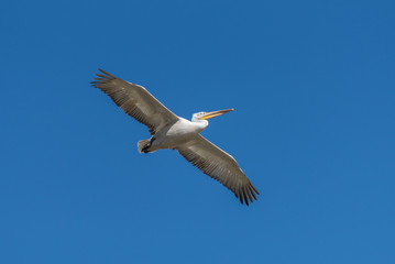 Fototapeta na wymiar A dalmatian pelican glides in the blue sky