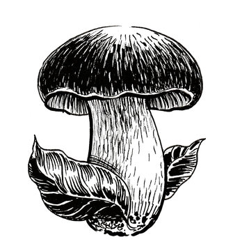 Edible mushroom with a leaves. Ink black and white drawing