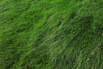 Green lawn in the park
