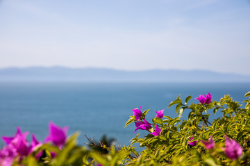 bougainvillea flowers