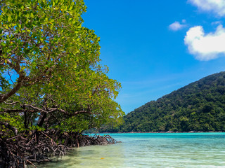 background, beach, beautiful, blue, forest, green, holiday, island, landscape, mangrove, mangrove forest, natural, nature, outdoor, park, plant, root, sea, sky, summer, sunlight, sunny, surin island, 