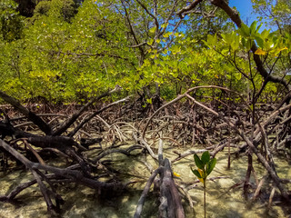 background, beach, beautiful, blue, forest, green, holiday, island, landscape, mangrove, mangrove forest, natural, nature, outdoor, park, plant, root, sea, sky, summer, sunlight, sunny, surin island, 