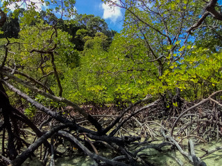 background, beach, beautiful, blue, forest, green, holiday, island, landscape, mangrove, mangrove forest, natural, nature, outdoor, park, plant, root, sea, sky, summer, sunlight, sunny, surin island, 