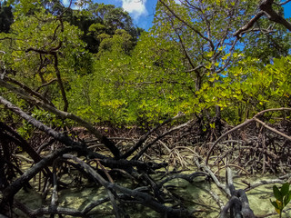 Tropical mangrove forest along coastal in Surin Island, Phangnga, Thailand