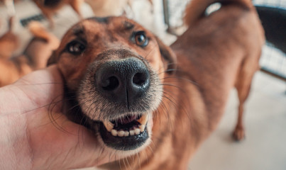 Close-up of male hand petting stray dog in pet shelter. People, Animals, Volunteering And Helping...