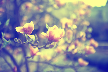 tender spring flowers background / beautiful picture of flowering branches