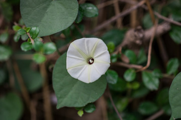 Tropical white morning-glory commonly call Ipomoea alba or moonflower