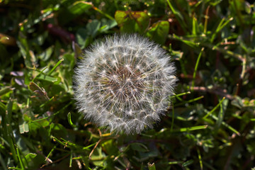 Dandelion blowball on the grass
