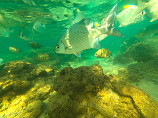On the Hikkaduwa coral reefs (underwater shooting). Sri Lanka