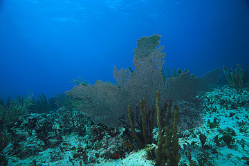 Naklejka na ściany i meble coral reef underwater landscape, lagoon in the warm sea, view under water ecosystem