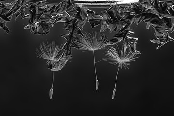 dandelion seeds / macro beautiful composition with dandelion seeds on a dark background