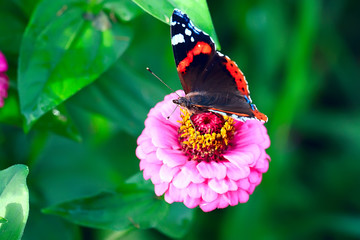 summer background flowers