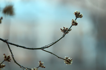 branches of young green leaves and buds, seasonal background, april march landscape in the forest