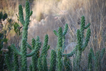 Spanish Cacti, Wild Cactus Plants