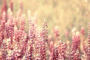 Obraz premium spring or summer flowers background / vintage toning nature landscape flowers