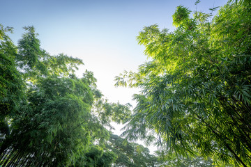 bamboo tree in the forest garden wiht rim light from open sky, represent the fresh and abundant nature in Asia.