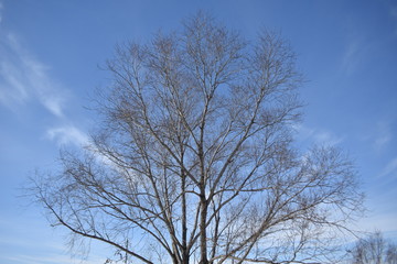 sky and tree