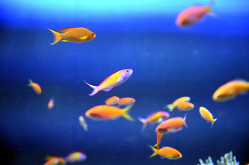 Fototapeta premium カラフルな観賞魚達が仲良く泳ぐ風景