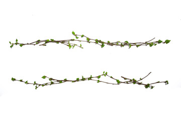 white background branches small leaves spring / isolated on white young branches with buds and leaves, spring frame