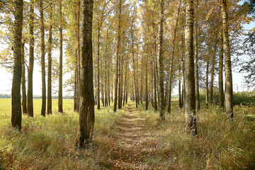 look up branches of autumn trees / abstract background, autumn landscape, yellow leaves on trees in the sky