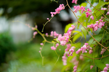 pink flower ivy in the morning with a little bees in flower, blur background.