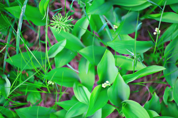 wild flowers top view background / abstract seasonal background, summer small flowers, nature spring, floral abstraction