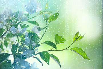 spring flowers rain drops, abstract blurred background flowers fresh rain - obrazy, fototapety, plakaty